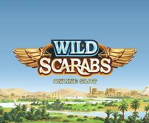 Wild Scarabs